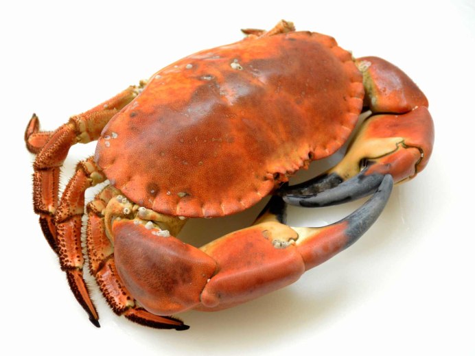 Cancer Pagurus