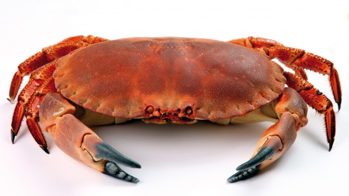 Краб Dungeness