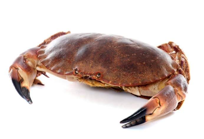 Brown Crab
