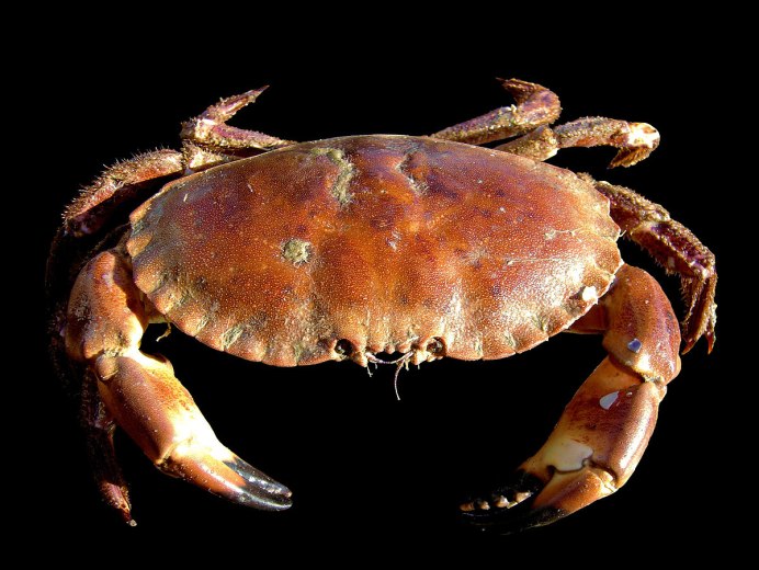 Cancer Pagurus