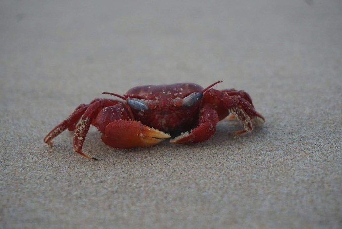 Каменный краб черного моря