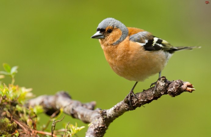 Зяблик (fringílla COÉLEBS)