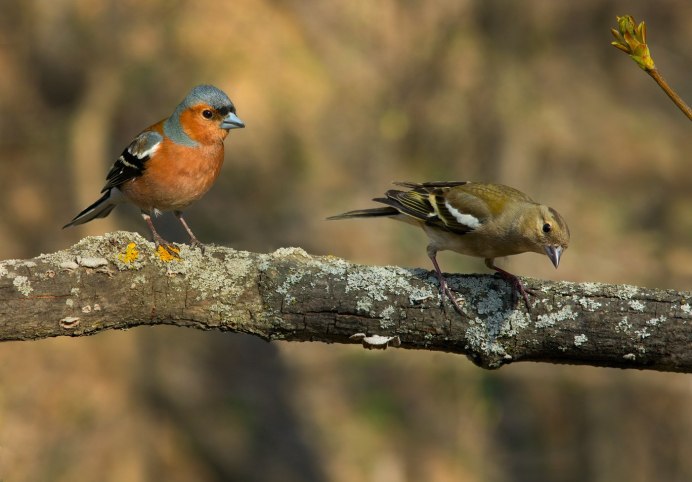 Зяблик (fringilla COELEBS)