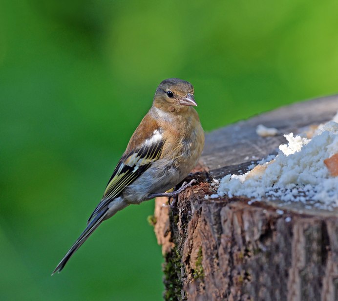 Зяблик (fringilla COELEBS)