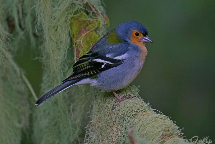 Зяблик (fringílla COÉLEBS)