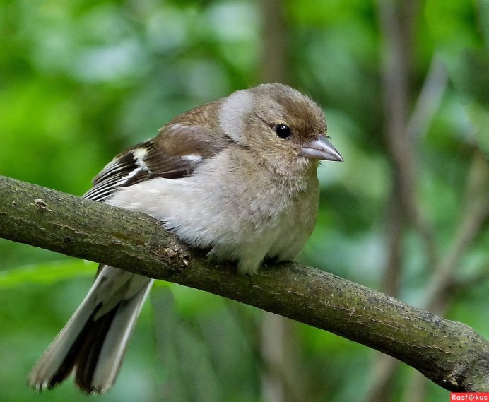 Зяблик fringilla COELEBS гнездо