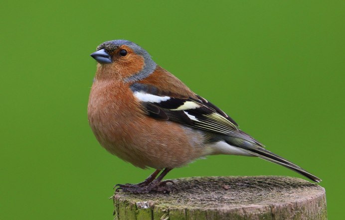 Зяблик fringilla COELEBS гнездо