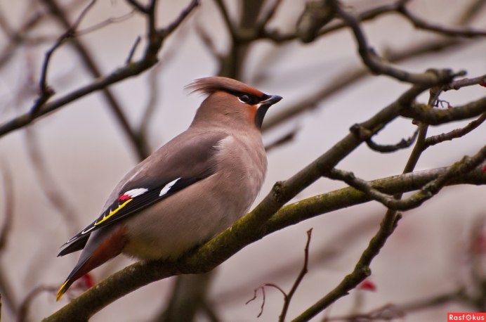Свиристель самка
