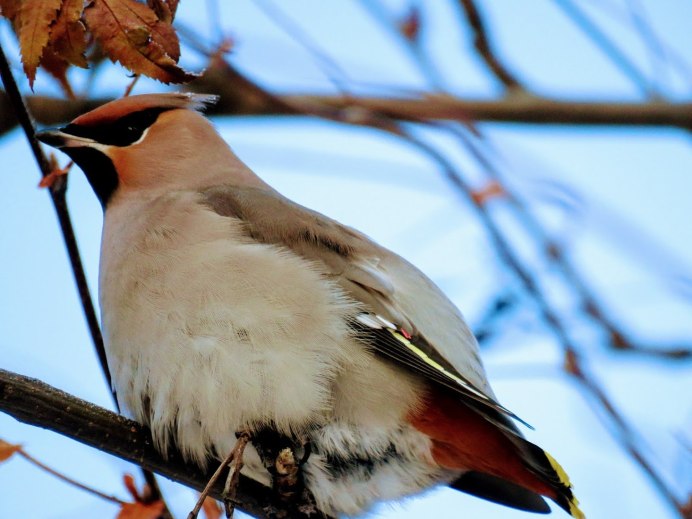 Свиристель самка