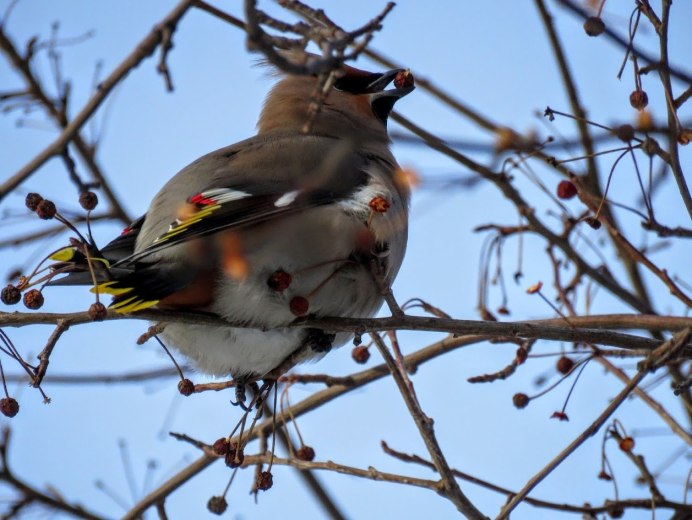Свиристель птица самка и самец