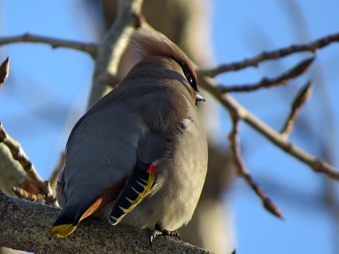 Свиристель самка зимой