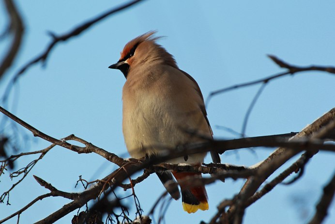 Свиристель Сахалин