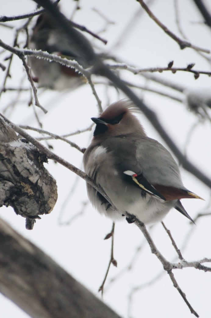 Свиристель самка