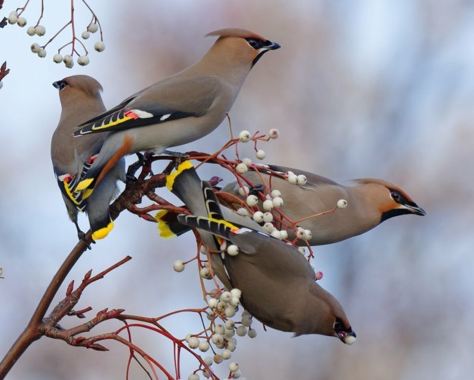Свиристель (Bombycilla garrulus)