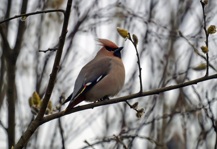 Свиристели перелетные или неперелетные
