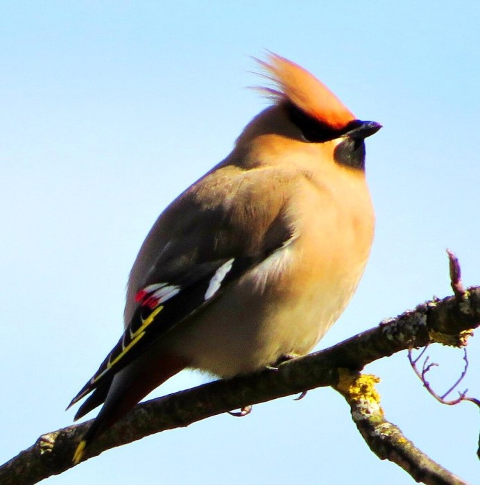 Свиристель вино