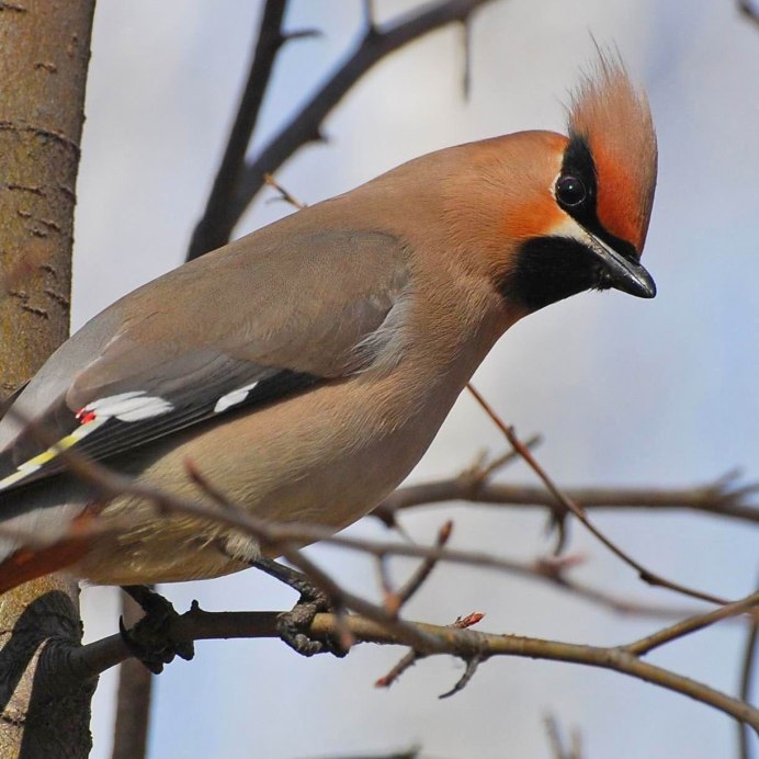 Свиристель фото птица самец