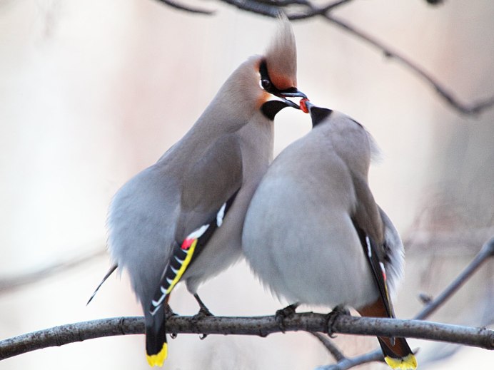Свиристель птица самка