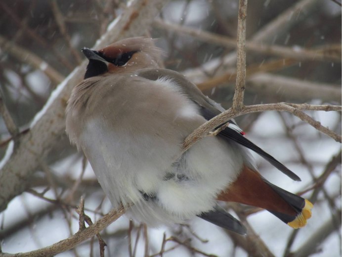 Февраль свиристели