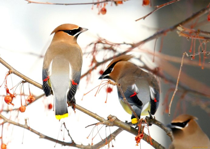 Хохлатая свиристель