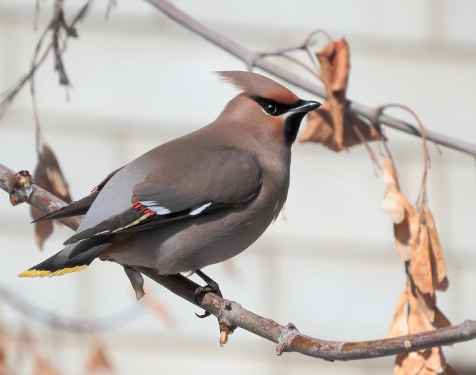 Свиристель длиннохвостый