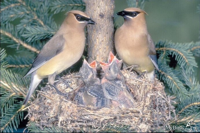 Птицы дальнего Востока свиристель