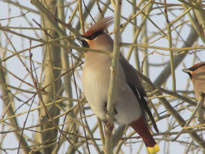 Свиристель птица самка