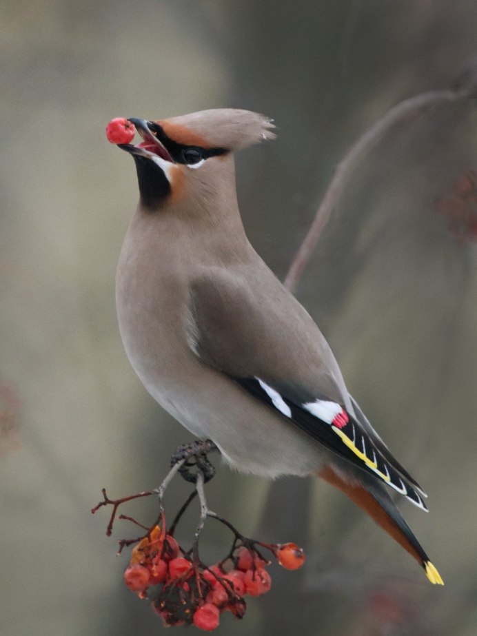 Свиристель птица самка