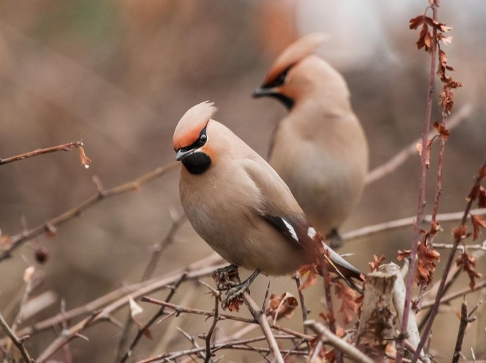 Свиристель самка и самец