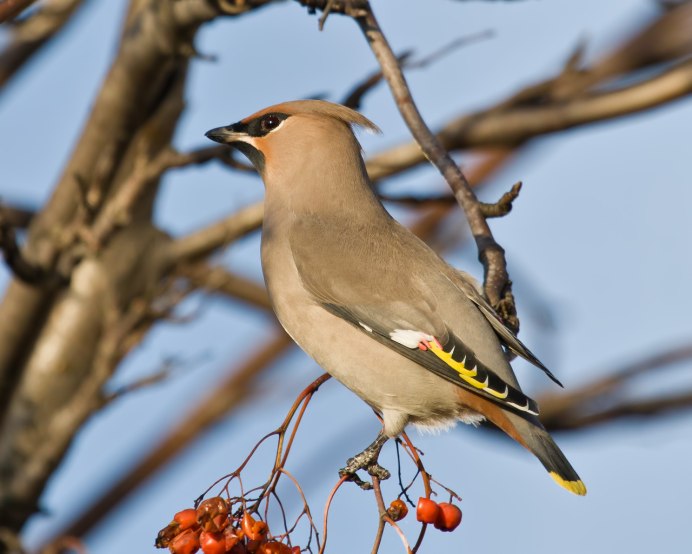 Bohemian Waxwing птица