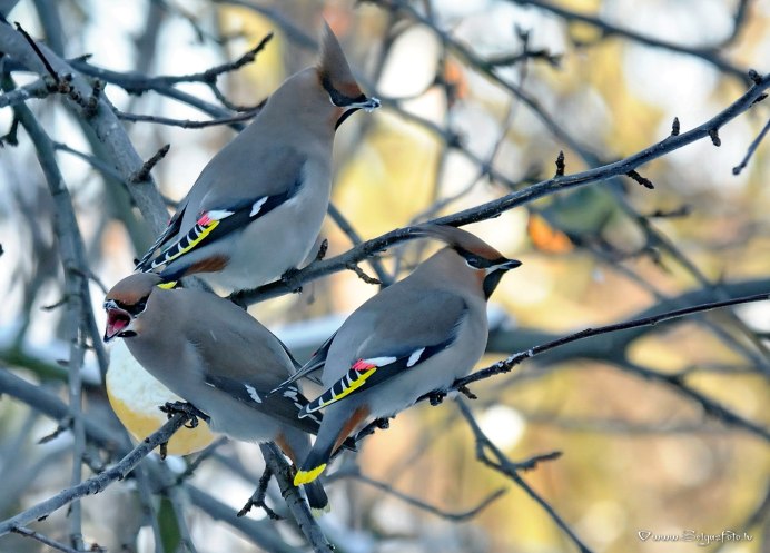Свиристель обыкновенный (Bombycilla garrulus)