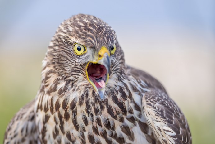 Белогрудый ястреб