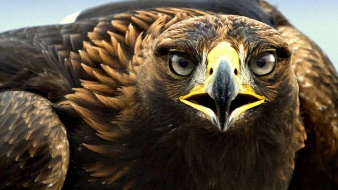 Беркут золотой Орел