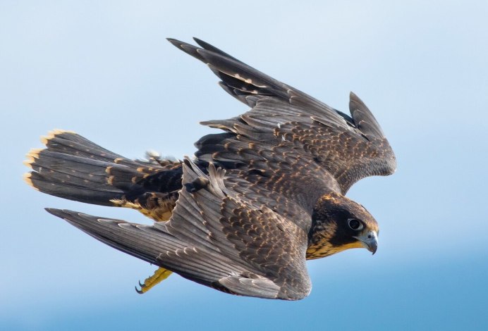 Африканский хохлатый Орел