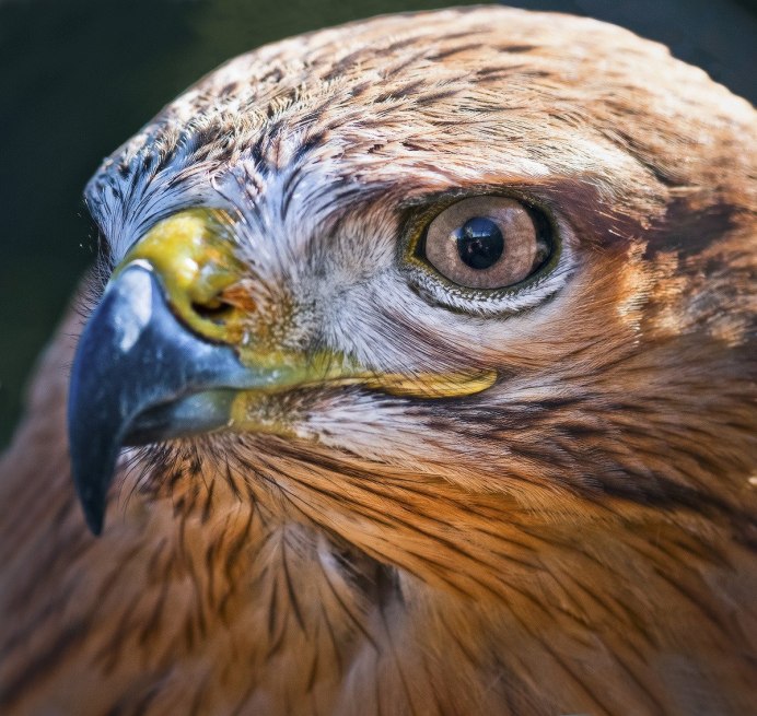 Пустынный канюк