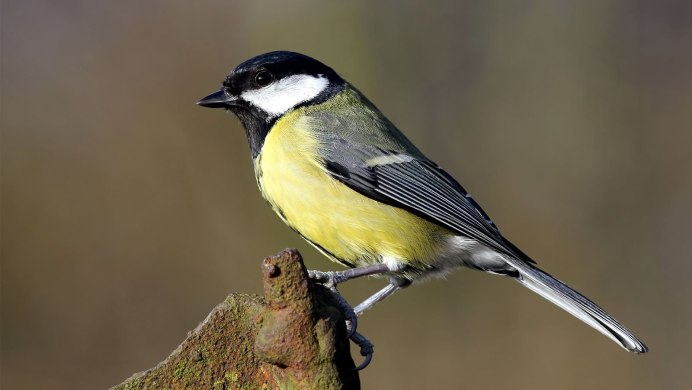 Мухоловка-пеструшка (Ficedula hypoleuca)