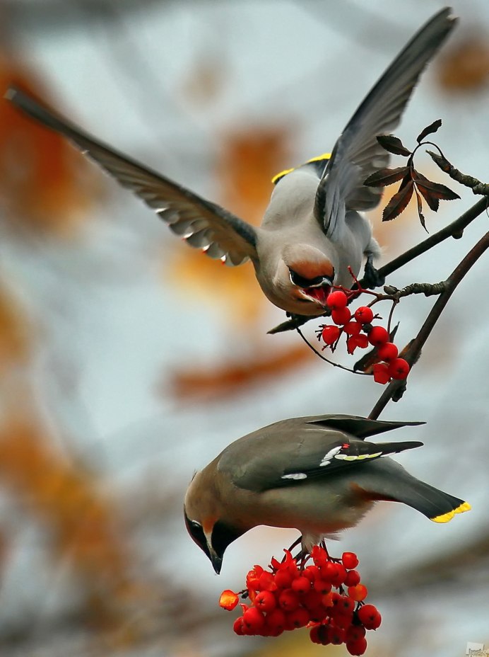 Свиристели на рябине