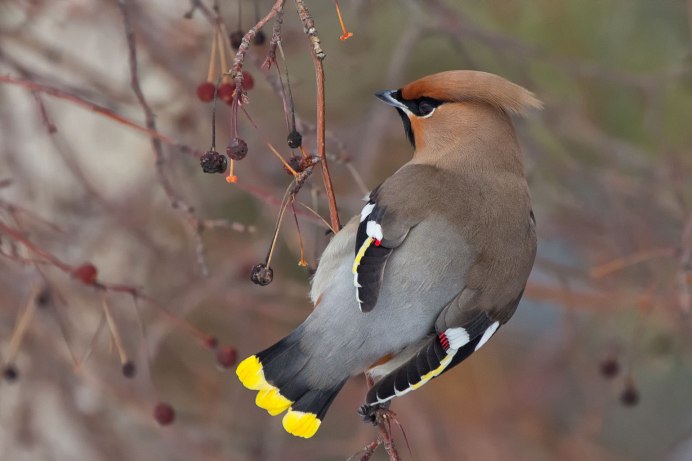 Кедровый свиристель Cedar Waxwing