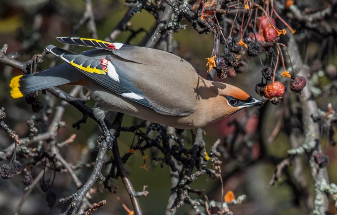 Свиристели Мандалорец
