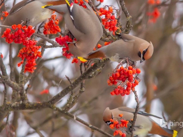 Свиристель Сахалинская