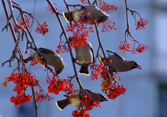 Свиристель прилетели