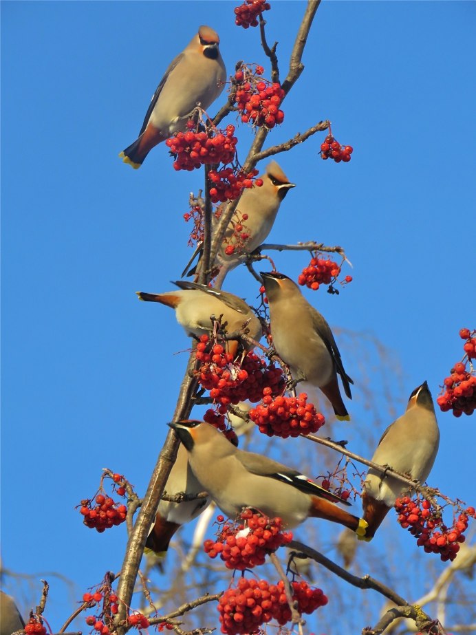 Свиристель на рябине