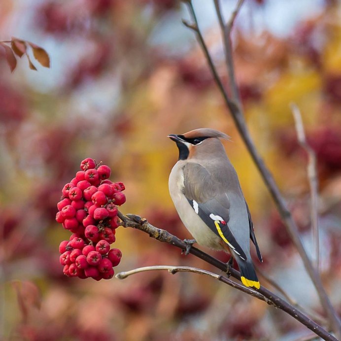 Свиристель птица клюет рябину