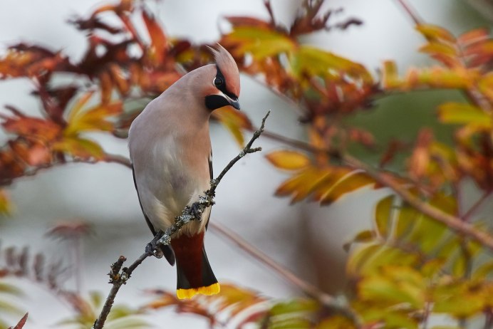 Свиристель осенью