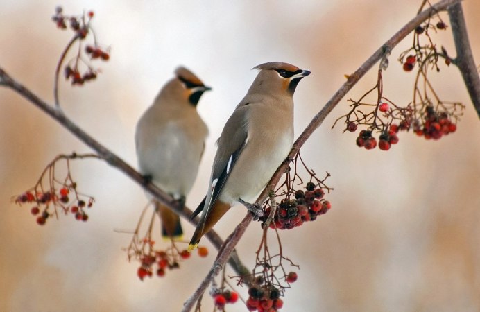 Свиристель питается