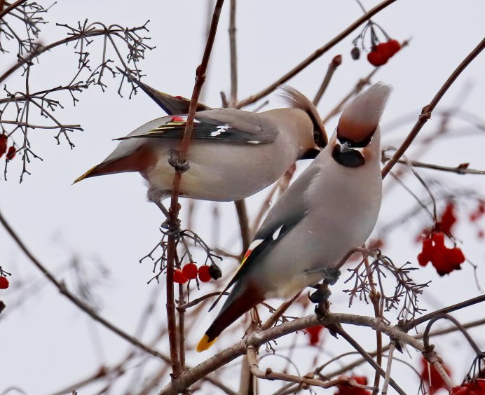 Птицы свиристели Снегири