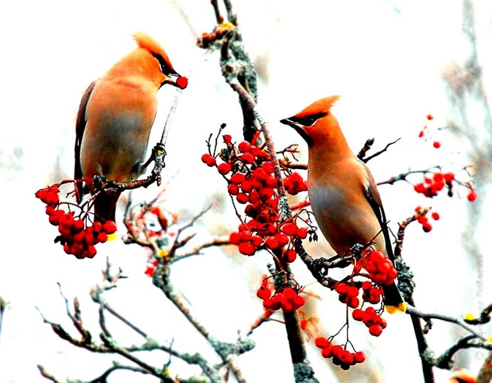 Птичья ягода