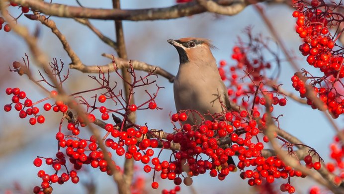 Свиристель Иркутск
