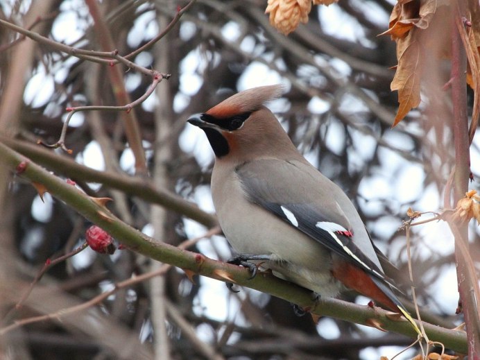 Свиристель на рябине