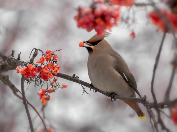 Свиристели на рябине осень